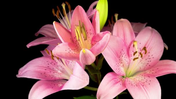 Güzel Pembe Zambak Çiçekleri Nin Zaman Hızı Siyah Arkaplan — Stok video