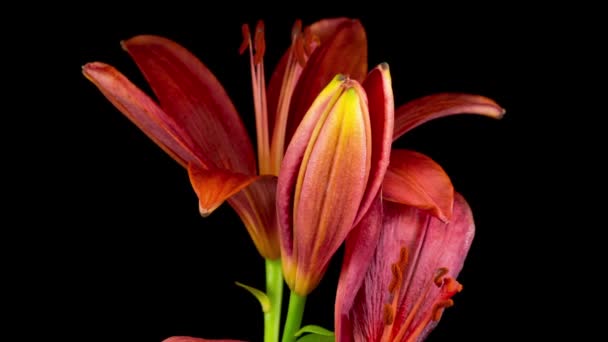 Time Lapse Beautiful Red Lily Flower Blossoms Black Background — Stock Video