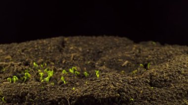 Siyah Arkaplan 'da Flax Germination. Zaman Uygulaması.