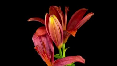 Güzel Kırmızı Zambak Çiçekleri 'nin Zaman Hızı. Siyah Arkaplan.