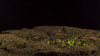 Siyah Arkaplan 'da Flax Germination. Zaman Uygulaması.
