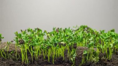 Flax Germination Işık Arkaplanda. Zaman Uygulaması.