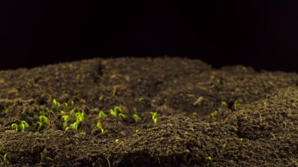 Lin Germination Svart Bakgrund Tidsfrist — Stockvideo