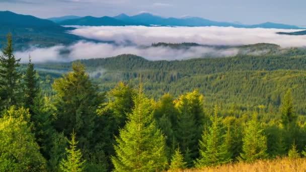 Fantastyczny Wschód Słońca Nad Summer Foggy Mountain Forest Tle Jasnego — Wideo stockowe
