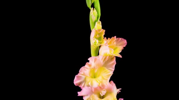 Krásná Časová Prodleva Otevření Gladiolus Flower Černém Pozadí — Stock video