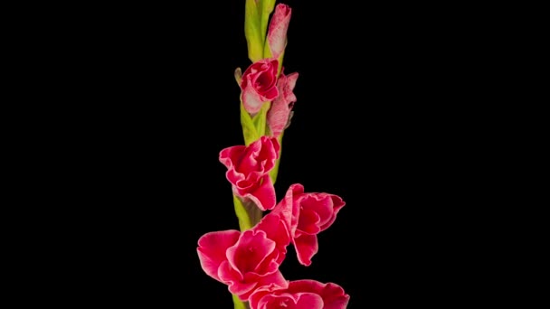 Hermoso Lapso Tiempo Apertura Flor Gladiolo Rosa Sobre Fondo Negro — Vídeo de stock