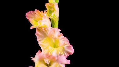 Kara Arkaplan 'da Gladiolus Çiçeğinin Açılışının Güzel Zaman Süreleri.