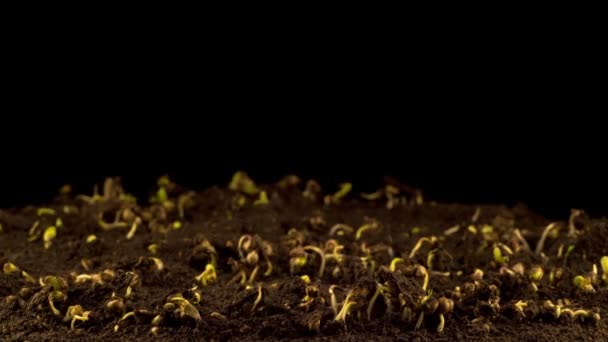 Planta Marihuana Creciendo Sobre Fondo Negro Tiempo Caducidad — Vídeo de stock