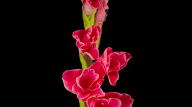 Siyah Arkaplanda Pembe Gladiolus Çiçeğinin Güzel Zaman Süreleri.