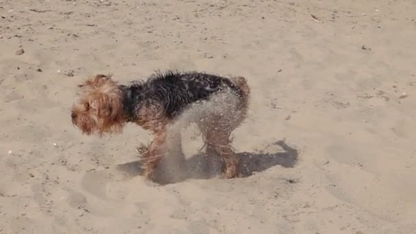 Dog Shaking Water Sandy Beach Slow Motion — Stock Video