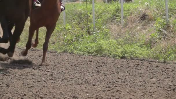 Corse Cavalli Piedi Dei Cavalli Racetrack Raising Dust Dirt Chiudere — Video Stock