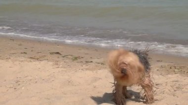 Kum Kumsalında Su Sallayan Köpek. Yavaş Hareket.