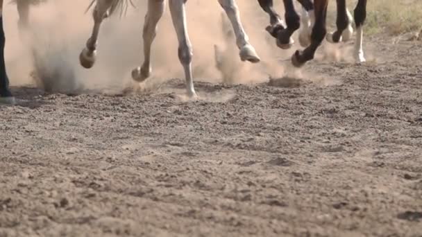 Carreras Caballos Feet Horses Racetrack Raising Dust Dirt Cerca Movimiento — Vídeos de Stock