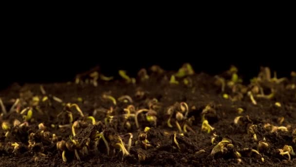 大麻植物生长在黑色背景上 时间流逝 — 图库视频影像