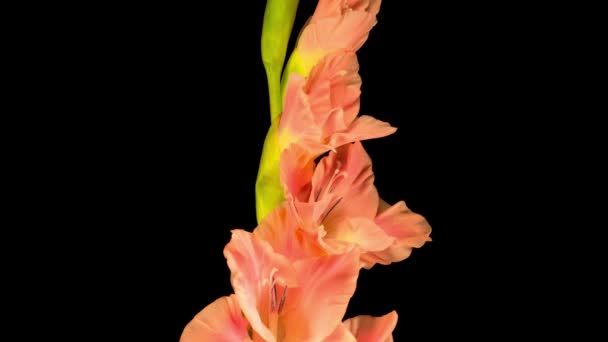 Piękny Czas Upływu Otwarcia Różowy Kwiat Gladiolus Czarnym Tle — Wideo stockowe