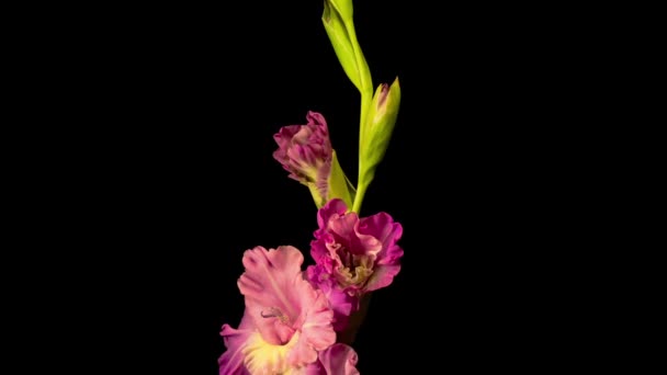 Hermoso Lapso Tiempo Apertura Flor Gladiolo Púrpura Sobre Fondo Negro — Vídeos de Stock