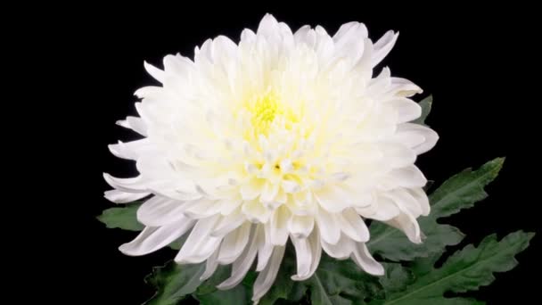 Time Lapse Красивої Білої Квітки Хризантеми Відкриття Чорному Тлі — стокове відео