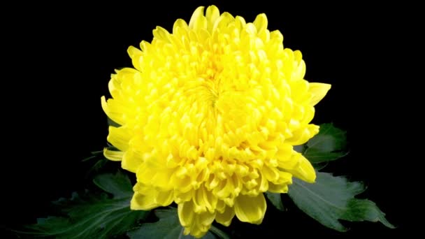 Lasso Tempo Bella Giallo Crisantemo Fiore Apertura Uno Sfondo Nero — Video Stock