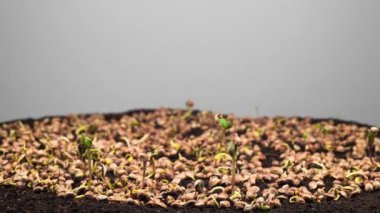 Hafif Arkaplanda Büyüyen Marihuana Bitkisi. Zaman Süreleri.