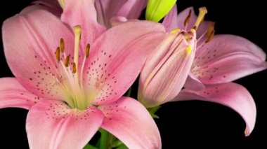 Güzel Pembe Zambak Çiçekleri 'nin Zaman Hızı. Siyah Arkaplan.