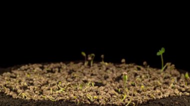 Kara Arkaplan 'da büyüyen marihuana bitkisi. Zaman Süreleri.