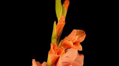 Siyah Arkaplanda Pembe Gladiolus Çiçeğinin Güzel Zaman Süreleri.