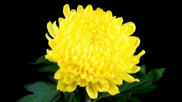 美丽的黄色菊花在黑色背景下绽放的时间流逝 — 图库视频影像
