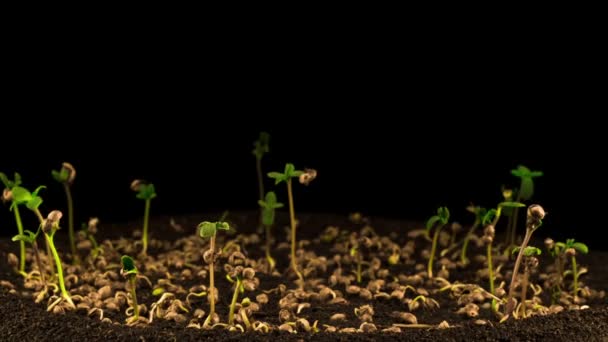 Planta Maconha Crescendo Fundo Preto Tempo Caducidade — Vídeo de Stock