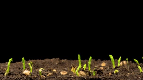 Haricots Pois Poussant Sur Fond Noir Temps Écoulé — Video