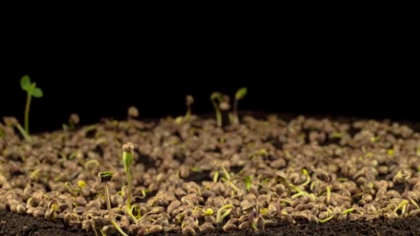 Растение Марихуаны Растет Черном Фоне Время Покажет — стоковое видео