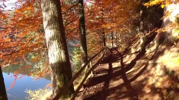 秋天的自然景观 走在湖边的森林里 — 图库视频影像