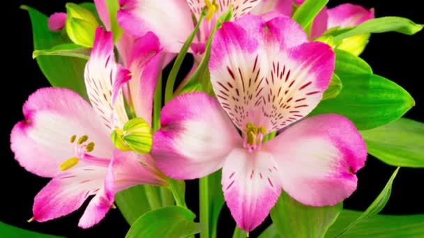 Time Lapse Hermosas Flores Rosadas Abren Contra Fondo Negro — Vídeos de Stock