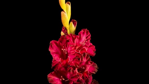 Lapso Tiempo Gladiolo Rojo Flor Marchitarse Sobre Fondo Negro — Vídeo de stock