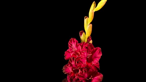 黒を背景に赤いグラジオラスの花の時間経過 — ストック動画