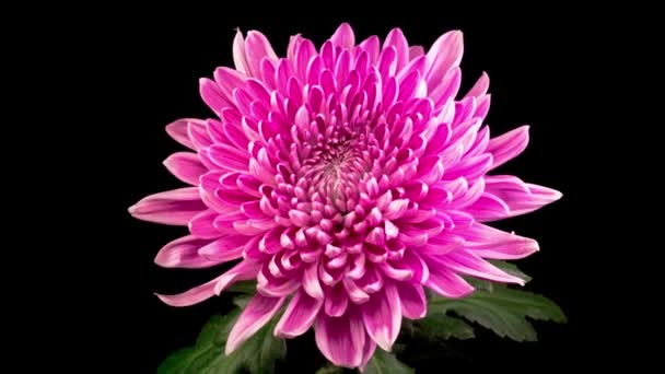 Zeitraffer Der Eröffnung Der Wunderschönen Rosa Chrysanthemenblume Vor Schwarzem Hintergrund — Stockvideo