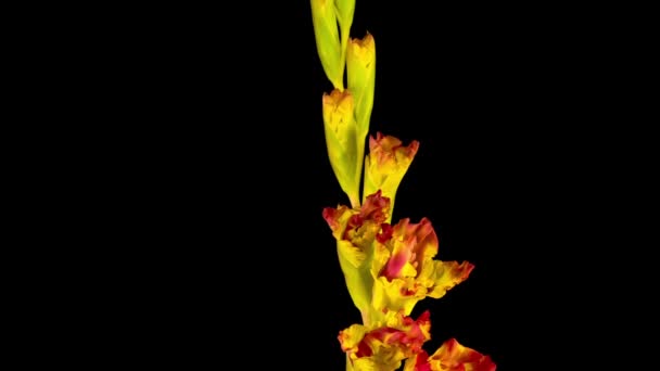 Bellissimo Time Lapse Apertura Giallo Fiore Gladiolo Sfondo Nero — Video Stock