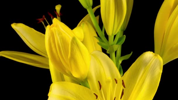 Čas Vypršel Krásných Žlutých Květinových Květů Lily Černé Pozadí — Stock video