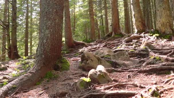 Racines Arbres Dans Une Forêt Pins Magiques Flanc Colline — Video