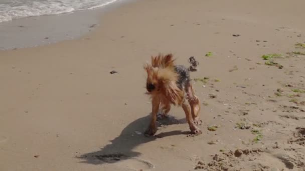 Dog Shaking Water Een Sandy Beach Langzame Beweging — Stockvideo