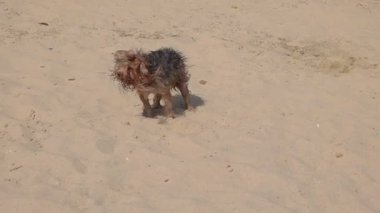 Kum Kumsalında Su Sallayan Köpek. Yavaş Hareket.