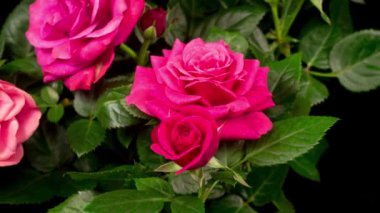 Siyah Arkaplanda Pembe Gül Çiçeği Açmanın Güzel Zaman Süreleri.