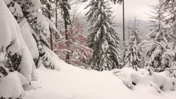 Snow Covered Branches Trees Winter Forest Mountains Rotation — Video