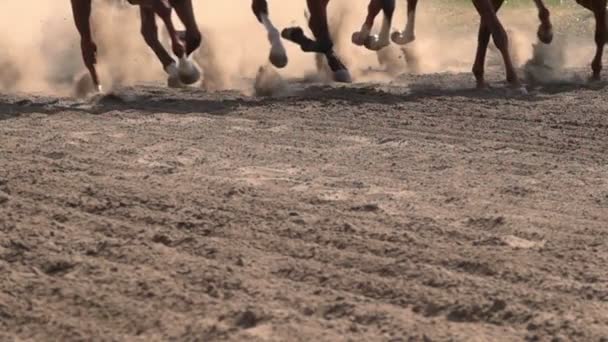 Corse Cavalli Piedi Dei Cavalli Racetrack Raising Dust Dirt Chiudere — Video Stock