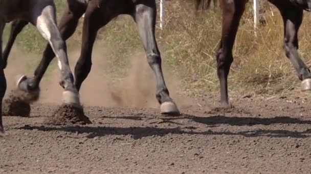 Carreras Caballos Feet Horses Racetrack Raising Dust Dirt Cerca Movimiento — Vídeos de Stock