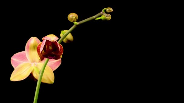 Ανθισμένη Κόκκινη Ορχιδέα Φαλαινόψευση Λουλούδι Μαύρο Φόντο Χρονικό Όριο Αρνητικός — Αρχείο Βίντεο