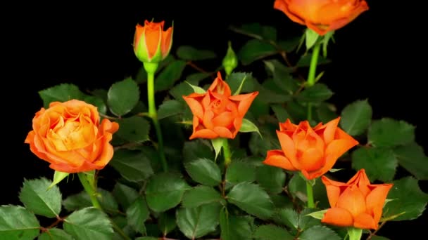 Belo Lapso Tempo Abertura Flor Rosa Laranja Fundo Preto — Vídeo de Stock