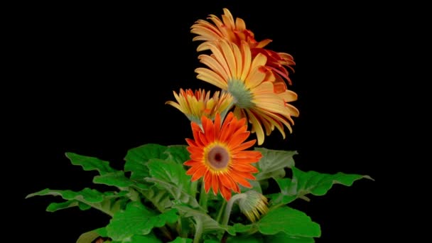 Time Lapse Growing Opening Orange Gerbera Flower Черный Фон — стоковое видео