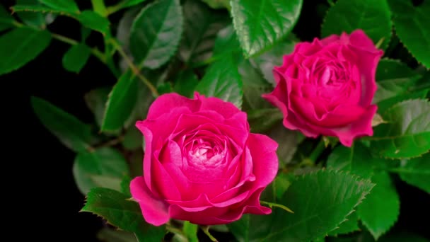 Belle Laps Temps Ouverture Rose Rose Fleur Sur Fond Noir — Video