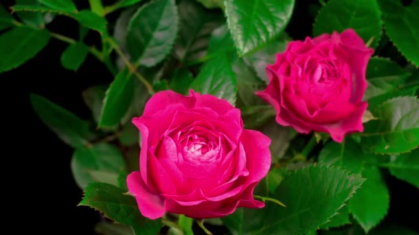 Schöne Zeitraffer Der Eröffnung Rosa Rose Blume Auf Schwarzem Hintergrund — Stockvideo