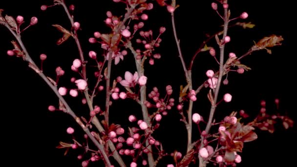 枝桜にピンクの花を咲かせます 暗い背景 時間の経過 — ストック動画